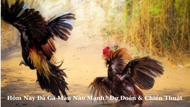 Hom Nay Da Ga Mau Nao Manh Du Doan Chien Thuat